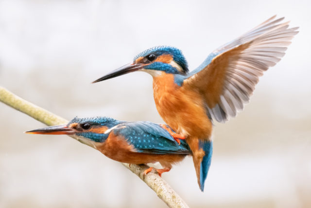 Image for Article:RTÉ EYE ON NATURE, THE WILDLIFE PHOTOGRAPHY COMPETITION, RETURNS