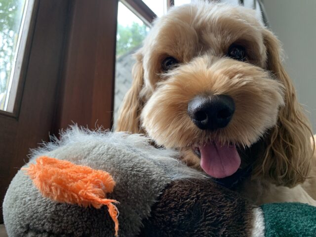 Image for Article:Meet Ireland’s most loveable canine rogues in new RTÉ series Madraí!