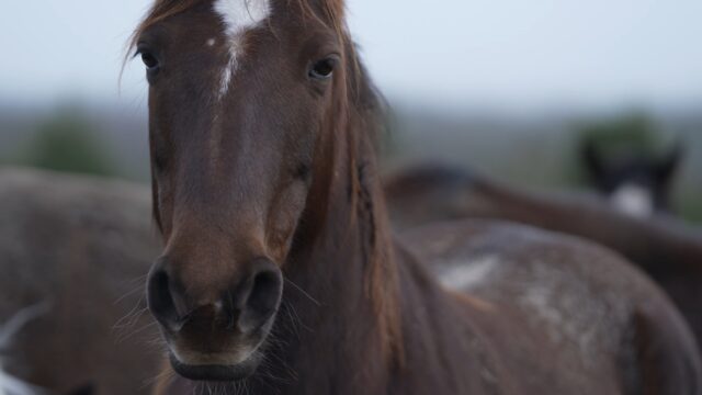 Image for Article:Tionscal na gcapall in Éirinn agus san Eoraip le fiosrú ag RTÉ i mBeart Mór Fiosrúcháin a chraolfar dhá oíche i ndiaidh a chéile an tseachtain seo romhainn